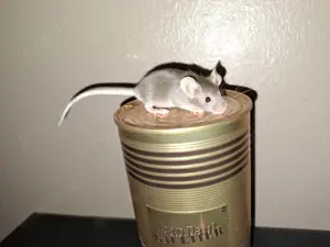 Farbmäuse 
