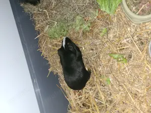 Ein Meerschweinchen