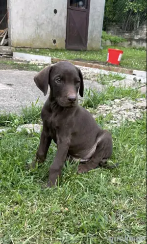 dobermann rüde welpe