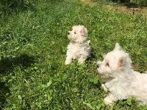 Westhighland White Terrier suchen neues Zuhause