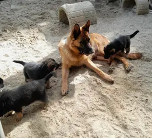 Wunderschöne Schäferhundwelpen  Ende Juni abzugeben
