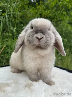 Minilop Häsin