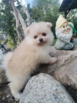 Wunderschöne pomeranian Babys 