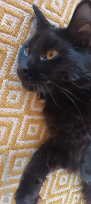 Süße junge Katze sucht liebevolles Zuhause   
