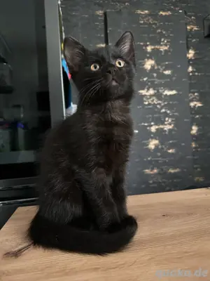 bkh mix kitten 