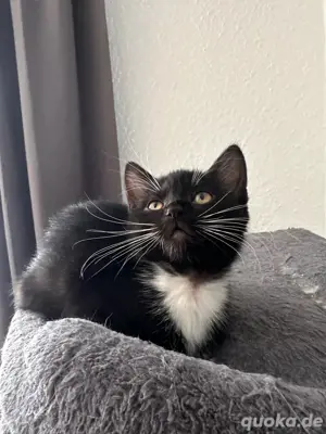bkh mix kitten 