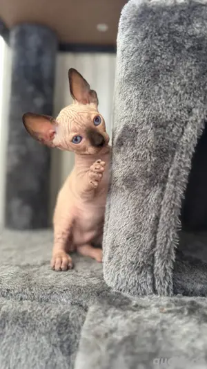  Sphynx Kätzchen