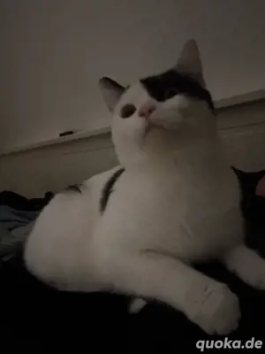 Süsser Kater sucht eine neue Familie