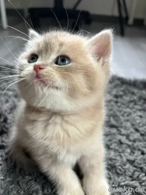bkh kitten cream golden