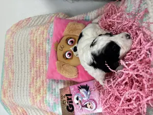 Maltipoo Welpen - liebevoll aufgezogen und bestens sozialisiert  Bild 4
