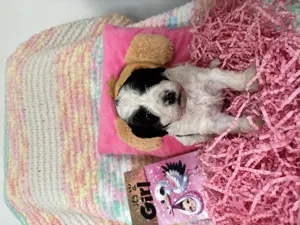 Maltipoo Welpen - liebevoll aufgezogen und bestens sozialisiert  Bild 3