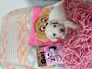 Maltipoo Welpen - liebevoll aufgezogen und bestens sozialisiert  Bild 7