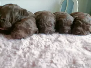 Aussiedoodle 