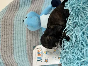 Maltipoo Welpen - liebevoll aufgezogen und bestens sozialisiert  Bild 10