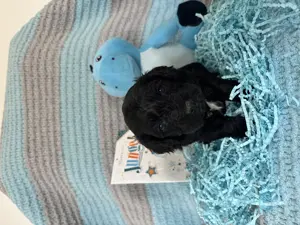 Maltipoo Welpen - liebevoll aufgezogen und bestens sozialisiert  Bild 6