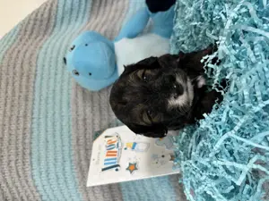 Maltipoo Welpen - liebevoll aufgezogen und bestens sozialisiert  Bild 9