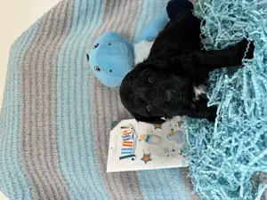 Maltipoo Welpen - liebevoll aufgezogen und bestens sozialisiert  Bild 5