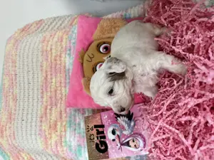 Maltipoo Welpen - liebevoll aufgezogen und bestens sozialisiert  Bild 8