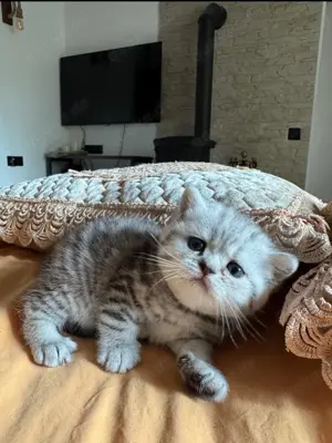 Britische Kitten 