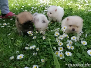 Wunderschöne Pomeranian Zwergspitz Welpen 