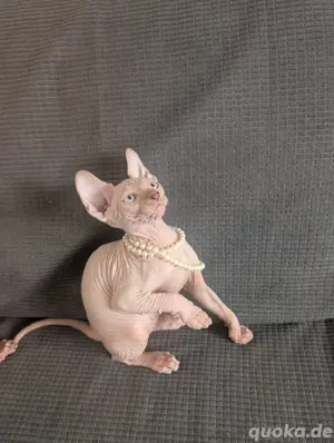 Kanadischer Sphynx Kätzchen Canadian Sphynx Baby Katze 