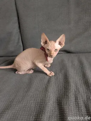 Sphynx Kitten Canadian Sphynx Kätzchen 