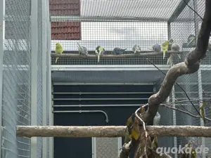 wellensittiche NZ25 abzugeben