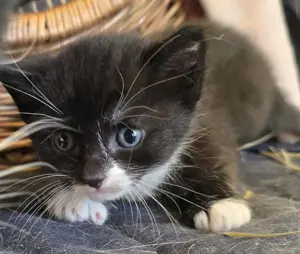 Kitten Katzenbabys Kätzchen Katzenkinder 