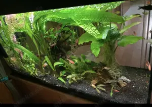 Aquarium, Juwel Rio 125, komplett