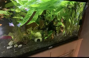 Aquarium, Juwel Rio 125