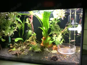 Aquarium 25 l, komplett