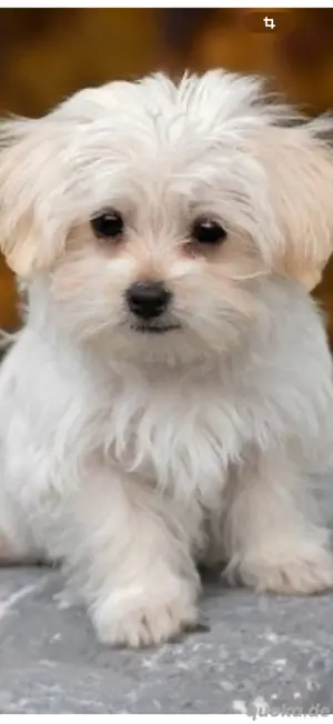 suche eine kleinen stubenreinen hund 