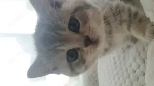 BKH Kitten