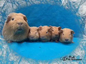 Abgabemeerschweinchen vom Züchter US Teddy und Glatthaar