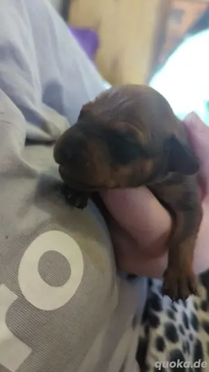 Zwergpinscher welpen