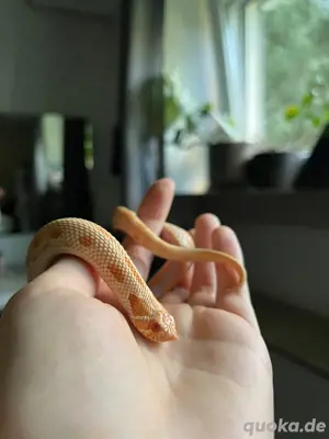 1.0 Hakennasennatter Albino Conda