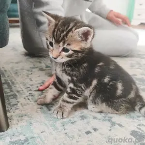 Kitte , Katzenbaby , Mischlingskatzen, RESERVIERT .