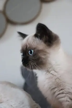 Siamkitten ,männlich,weiblich