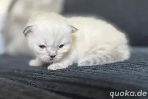 katzen babys 