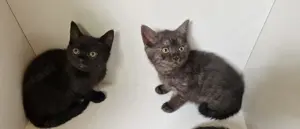 Bkh mix kitten abgabebereit 