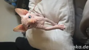 sphynx kitten