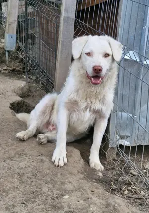 Bom braucht hundeerfahrenes Zuhause 