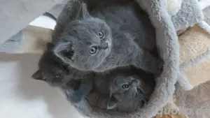  BKH Katzenbabys 