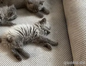 BKH Kitten bluepoint  blue