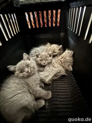 Kitten bluepoint blue Bild 3