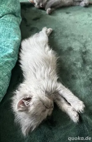 BKH Kitten bluepoint  blue Bild 2