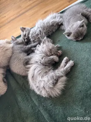 BKH Kitten bluepoint  blue Bild 3