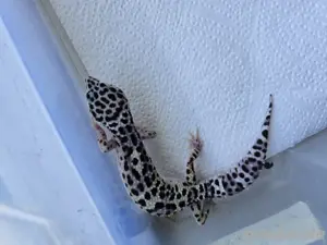 leopardgecko Nachzuchten 2024