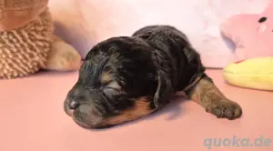 Maltipoo Hündin