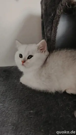 BKH Kitten. Sofort Abgabereit.